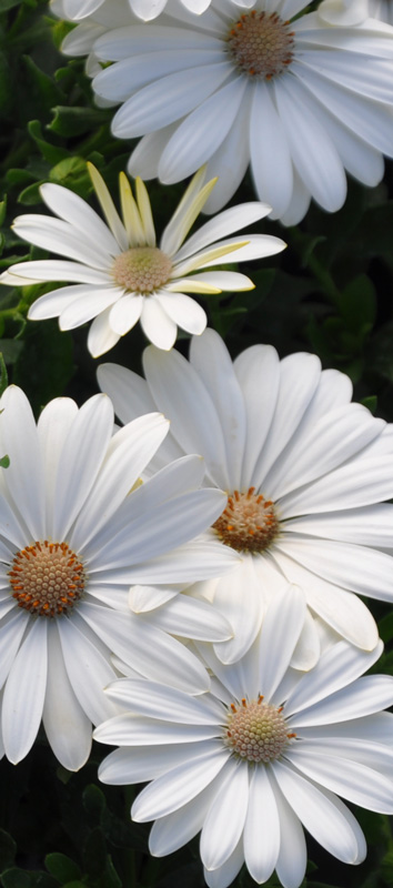 Osteospermum compact blanc